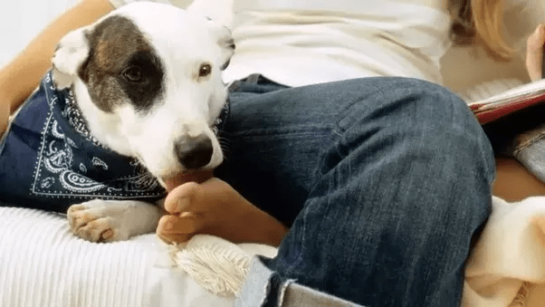 What happens if your dog licks your feet