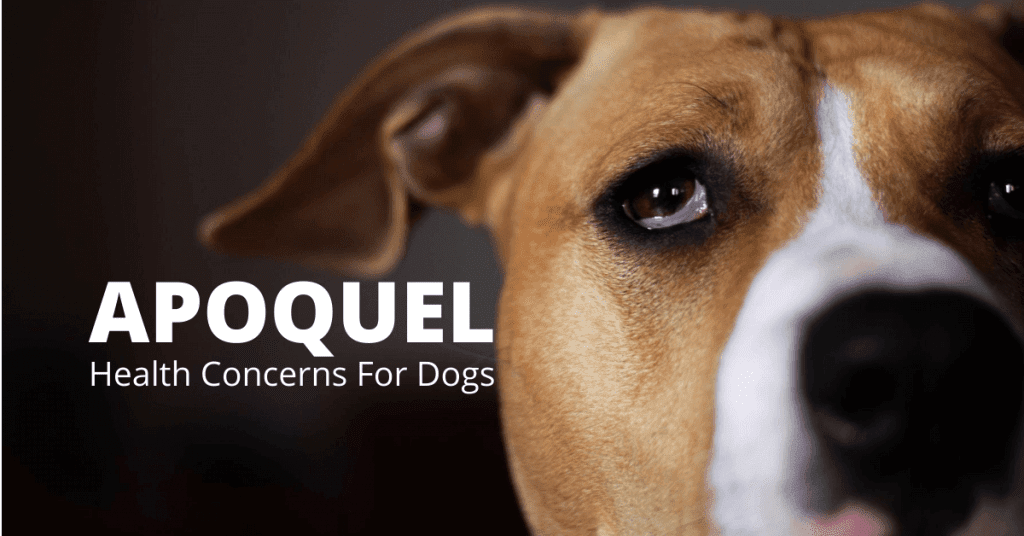 Apoquel For Dogs Complete Guide to Uses, Side Effects