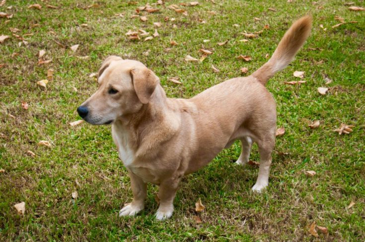 Basset Hound Lab Mix Dog Breed Pictures And Information Inspire Dogs