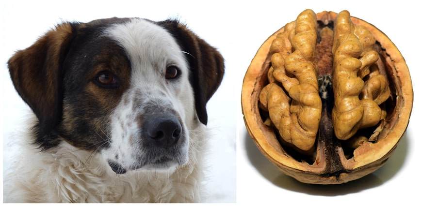 Can Dogs Eat Walnuts Inspire Dogs