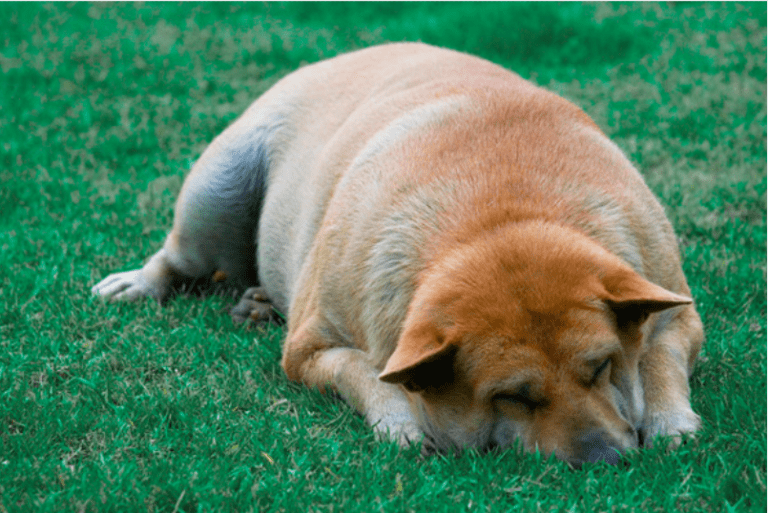 Bloat In Dogs Everything You Should Know! Inspire Dogs