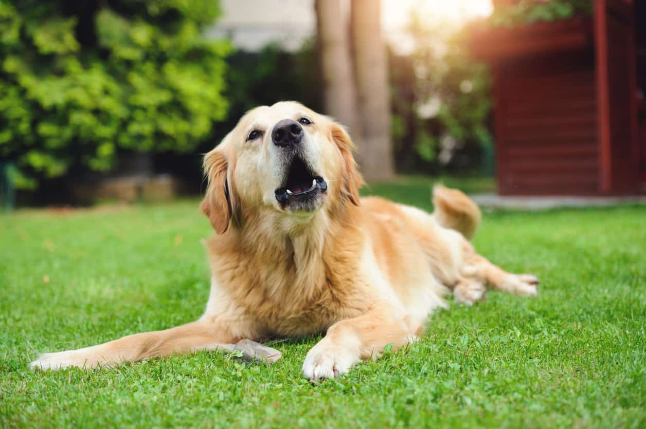 Do Golden Retrievers Bark A Lot Inspire Dogs