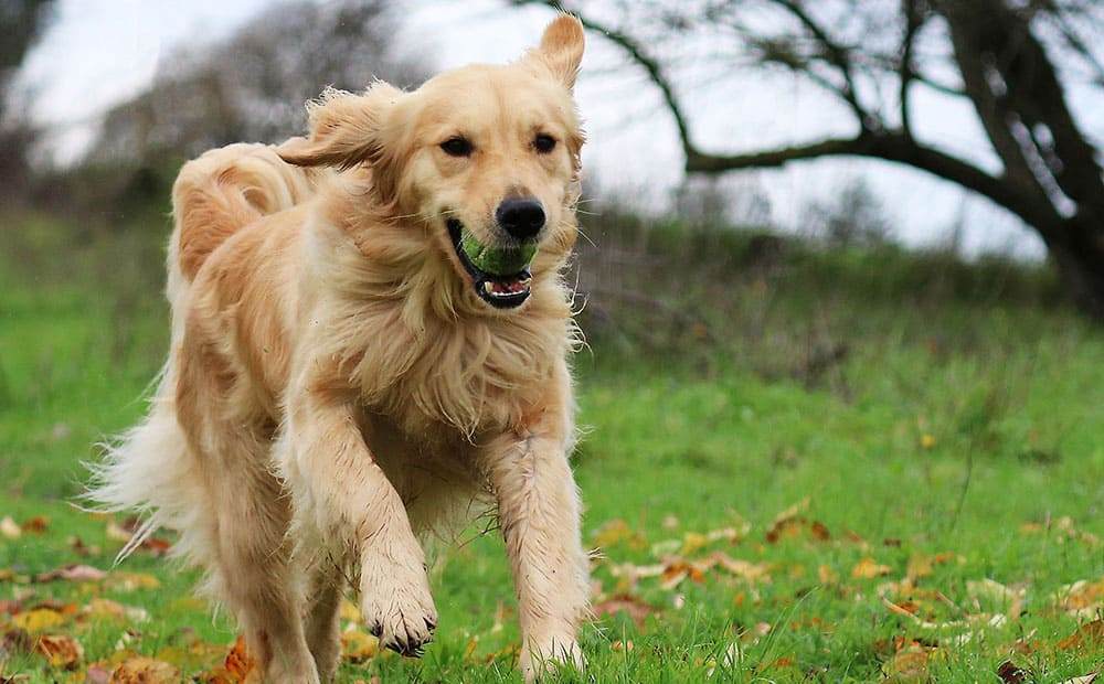 Do Golden Retrievers Calm Down And How You Can Calm Them Inspire Dogs