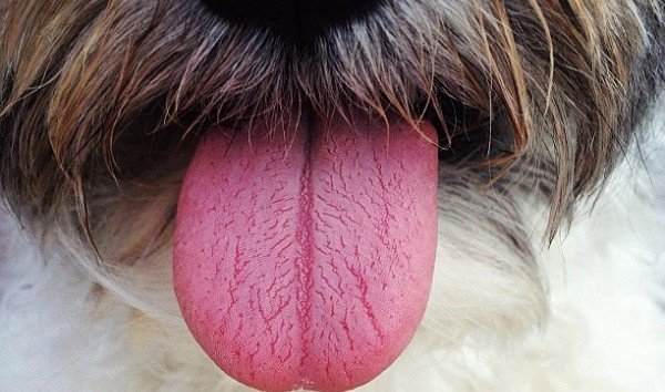 Why Is Your Dog Drooling And Acting Strange 20 Dog Drooling Causes Inspire Dogs