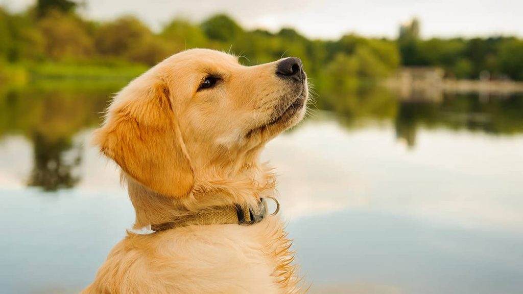 Can Golden Retrievers Run Long Distances Inspire Dogs
