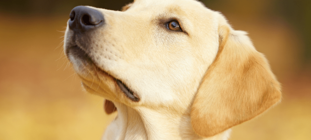 Do Labradors Cause Allergies Inspire Dogs