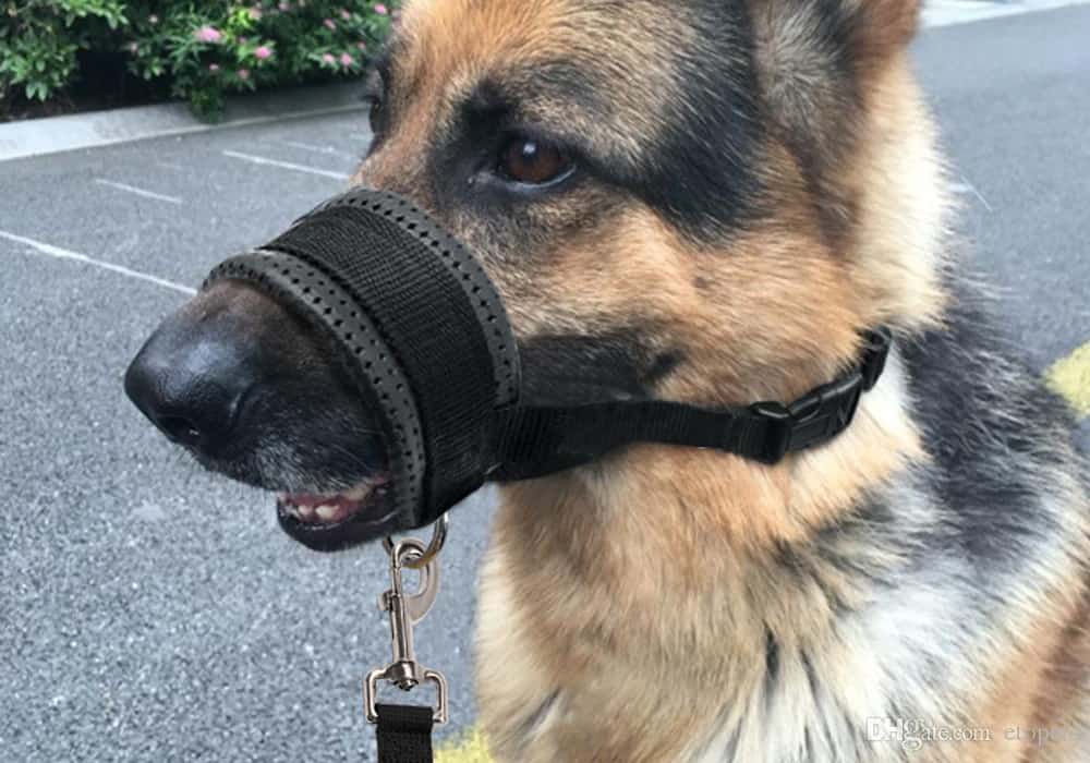 best soft muzzle for dogs