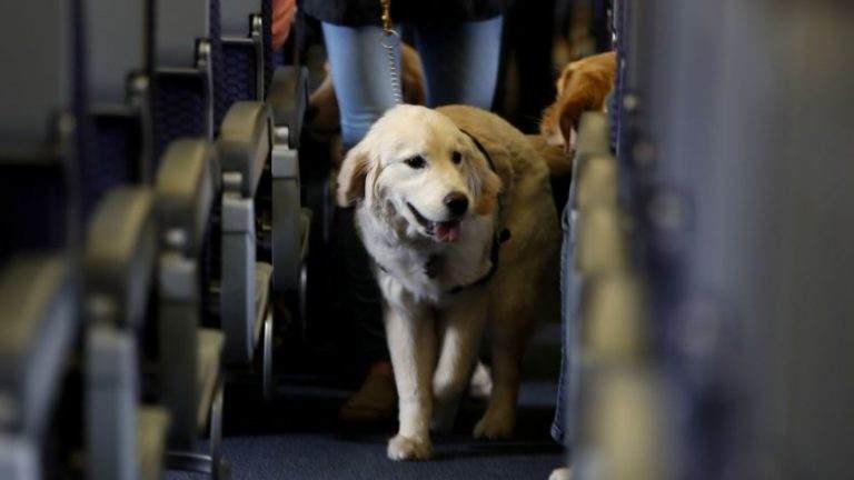 southwest airlines pet policy weight