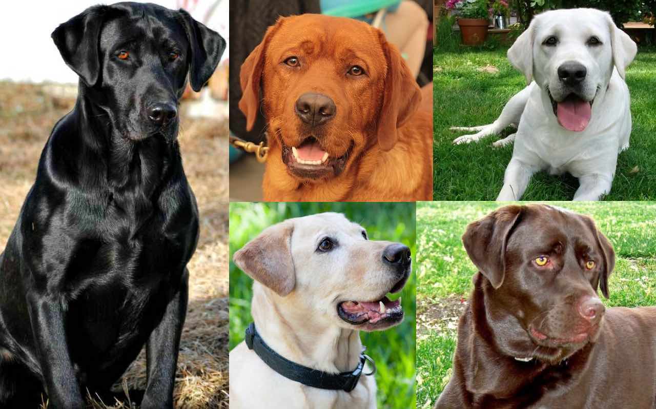 How to Find a Good Labrador Retriever Breeder? Inspire Dogs