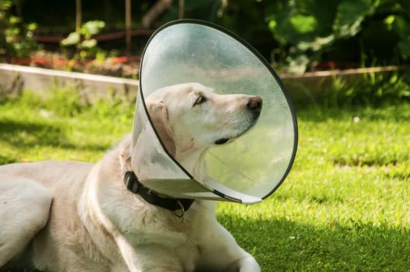 How much to get a labrador neutered