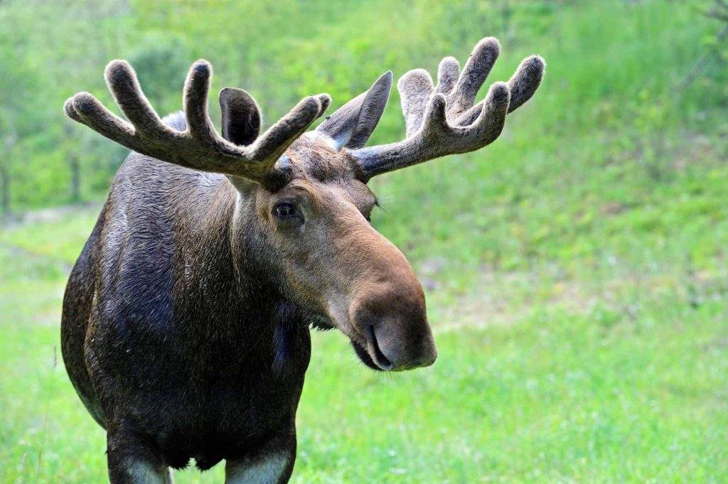 do-moose-shed-their-antlers-inspire-dogs